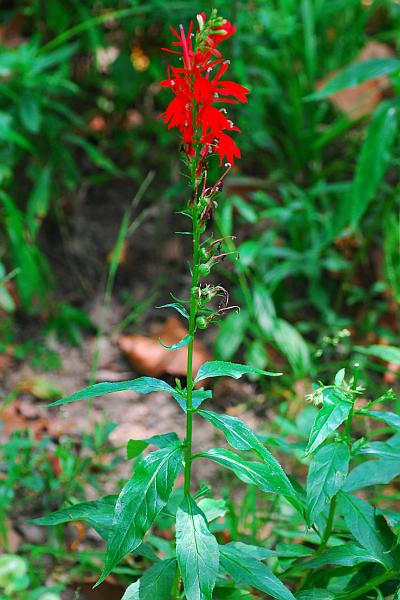 Lobelia_cardinalis_plant.jpg