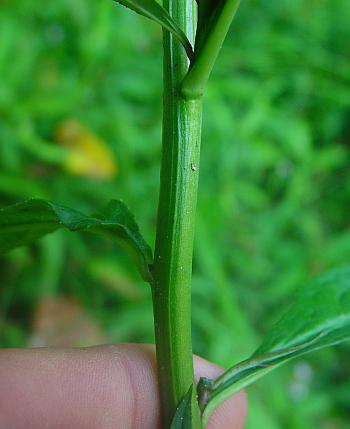 Lobelia_cardinalis_stem.jpg