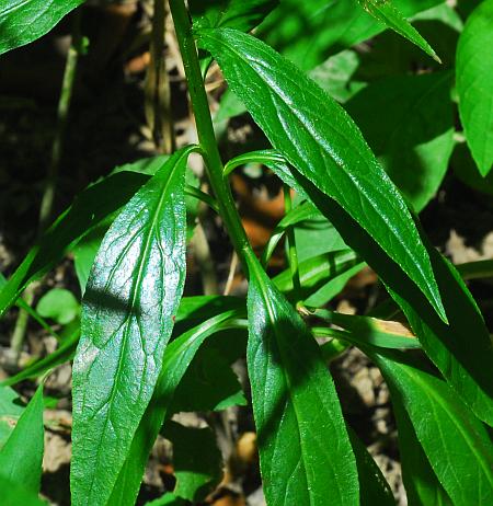 Lobelia_cardinalis_stem2.jpg