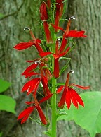 Lobelia cardinalis thumbnail