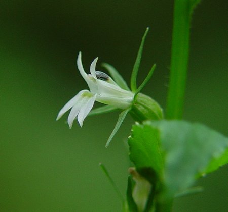 Lobelia_inflata_flower1.jpg