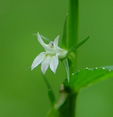 Lobelia_inflata_flower2.jpg