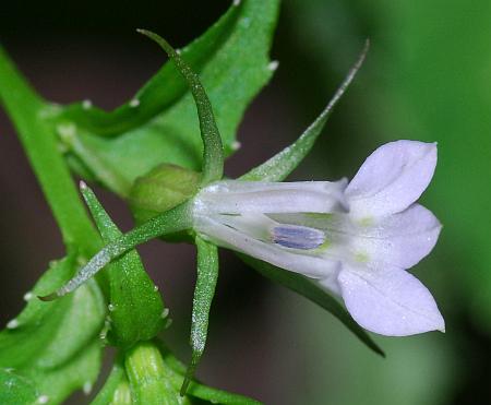 Lobelia_inflata_flower3.jpg