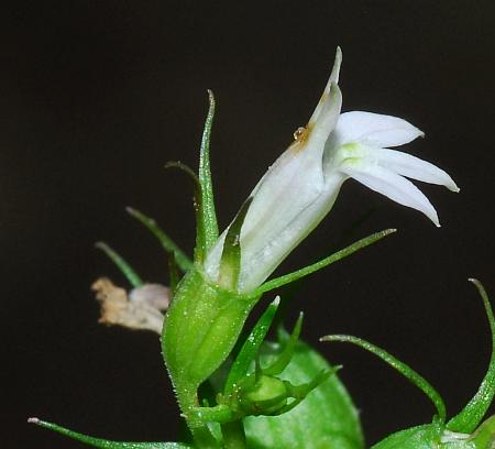 Lobelia_inflata_flower4.jpg