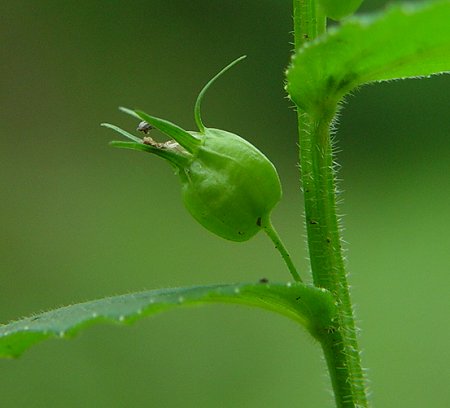 Lobelia_inflata_fruit.jpg