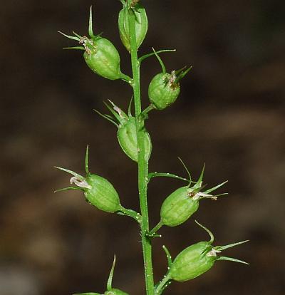 Lobelia_inflata_fruits.jpg