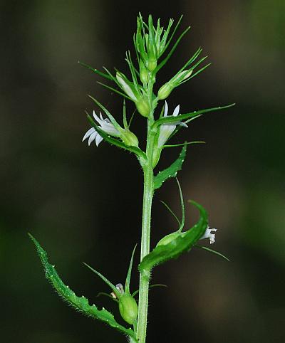 Lobelia_inflata_inflorescence.jpg