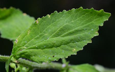 Lobelia_inflata_leaf1.jpg