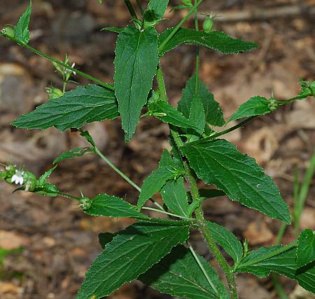 Lobelia_inflata_leaves1.jpg