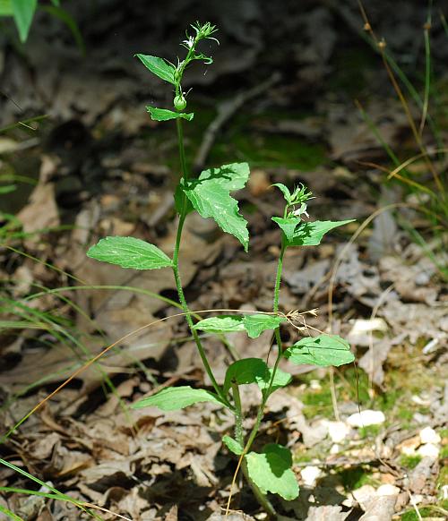 Lobelia_inflata_plant.jpg