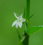 Lobelia inflata thumbnail