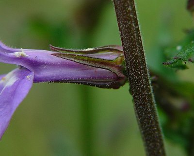 Lobelia_puberula_calyx.jpg