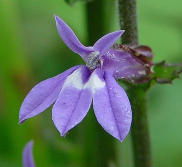 Lobelia_puberula_flower1.jpg