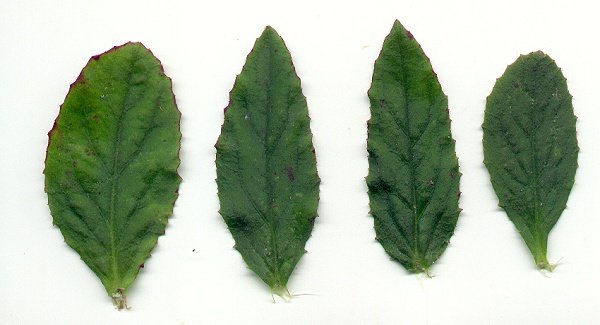 Lobelia_puberula_leaves.jpg