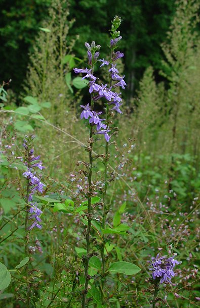 Lobelia_puberula_plant.jpg