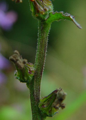 Lobelia_puberula_stem.jpg