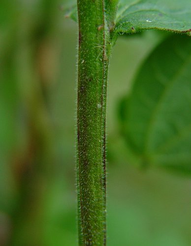 Lobelia_puberula_stem2.jpg