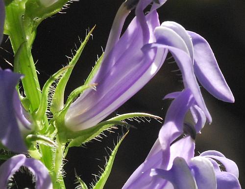 Lobelia_siphilitica_calyx2.jpg