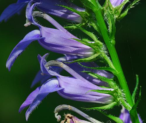 Lobelia_siphilitica_calyx3.jpg