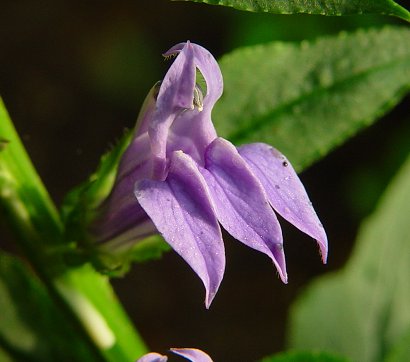 Lobelia_siphilitica_flower.jpg