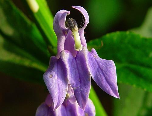 Lobelia_siphilitica_flower2.jpg