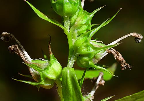 Lobelia_siphilitica_fruits.jpg