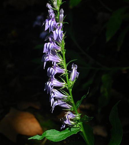 Lobelia_siphilitica_inflorescence.jpg