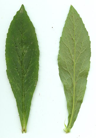 Lobelia_siphilitica_leaves.jpg