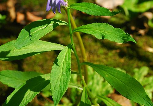 Lobelia_siphilitica_leaves1.jpg