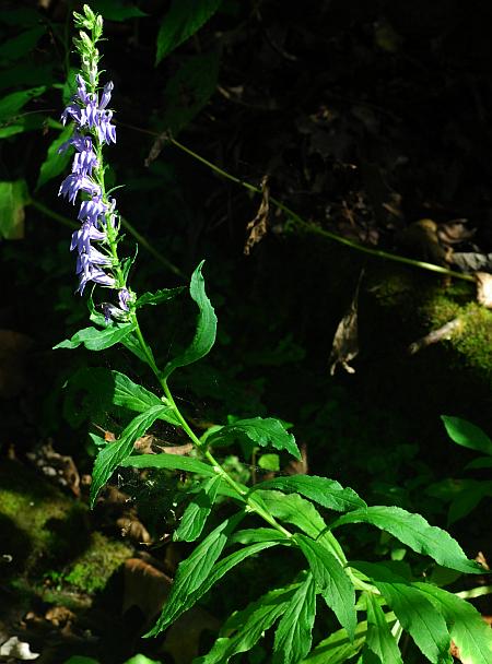 Lobelia_siphilitica_plant.jpg