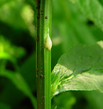 Lobelia_siphilitica_stem.jpg