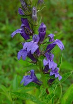 Lobelia siphilitica thumbnail