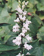 Lobelia siphilitica thumbnail