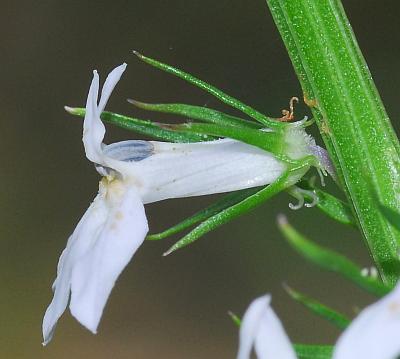 Lobelia_spicata_calyx.jpg