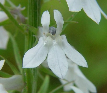 Lobelia_spicata_flower.jpg