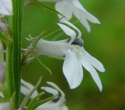 Lobelia_spicata_flower2.jpg