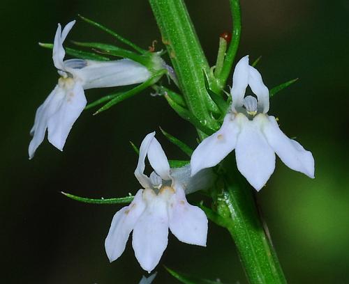 Lobelia_spicata_flowers.jpg