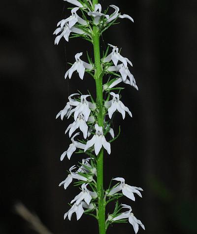 Lobelia_spicata_inflorescence1.jpg