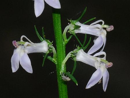 Lobelia_spicata_inflorescence2.jpg