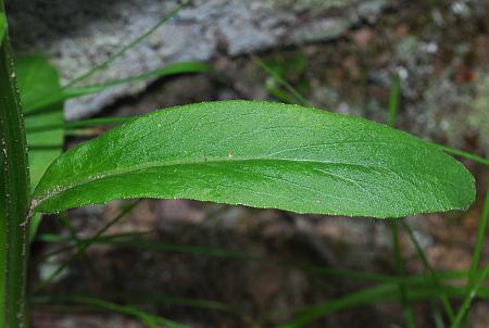 Lobelia_spicata_leaf1.jpg