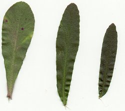 Lobelia_spicata_leaves.jpg