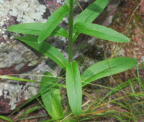 Lobelia_spicata_leaves1.jpg