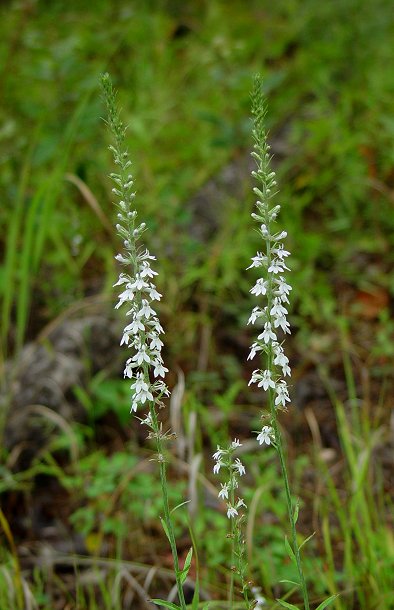 Lobelia_spicata_plant.jpg