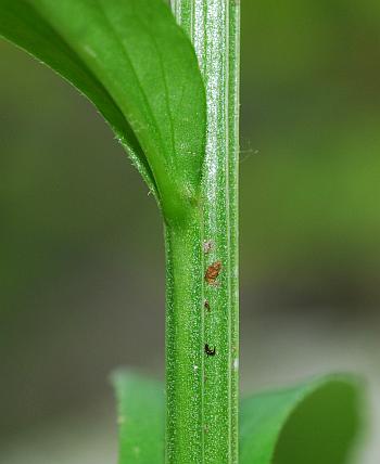 Lobelia_spicata_stem.jpg