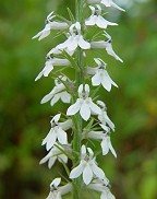 Lobelia spicata thumbnail