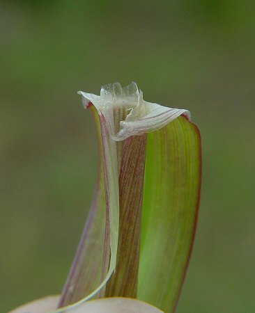 Lolium_perenne_ligule.jpg