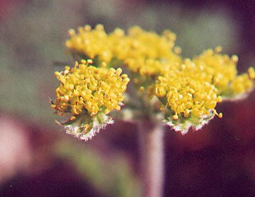 Lomatium_foeniculaceum_flowers.jpg