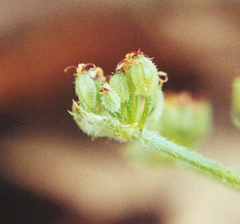 Lomatium_foeniculaceum_fruits.jpg