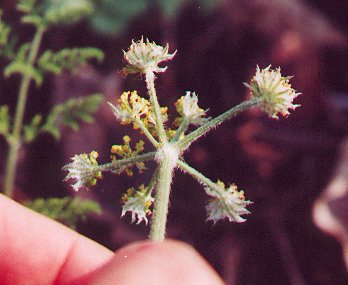 Lomatium_foeniculaceum_inflorescence.jpg