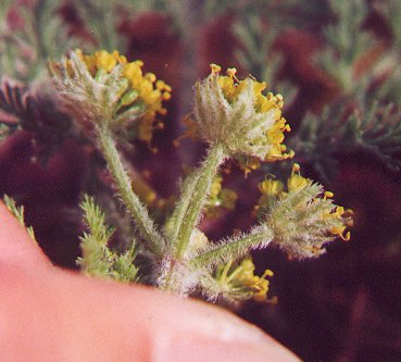 Lomatium_foeniculaceum_involucre.jpg